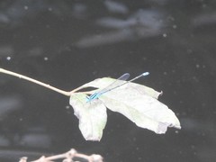 Pseudagrion microcephalum