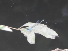 Pseudagrion microcephalum