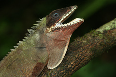 Malayodracon robinsonii