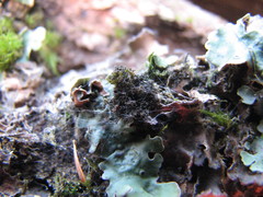 Dendriscocaulon intricatulum