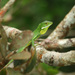 Shen Long Green Crested Lizard - Photo (c) Xavier Rufray, some rights reserved (CC BY-NC), uploaded by Xavier Rufray