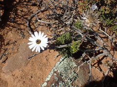 Ursinia pilifera