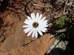 Ursinia pilifera