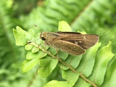 Polytremis lubricans