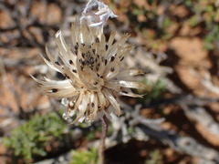 Ursinia pilifera
