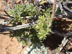 Ursinia pilifera