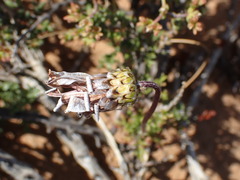 Ursinia pilifera