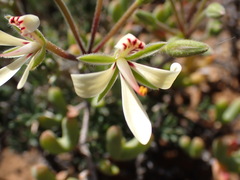 Pelargonium hystrix
