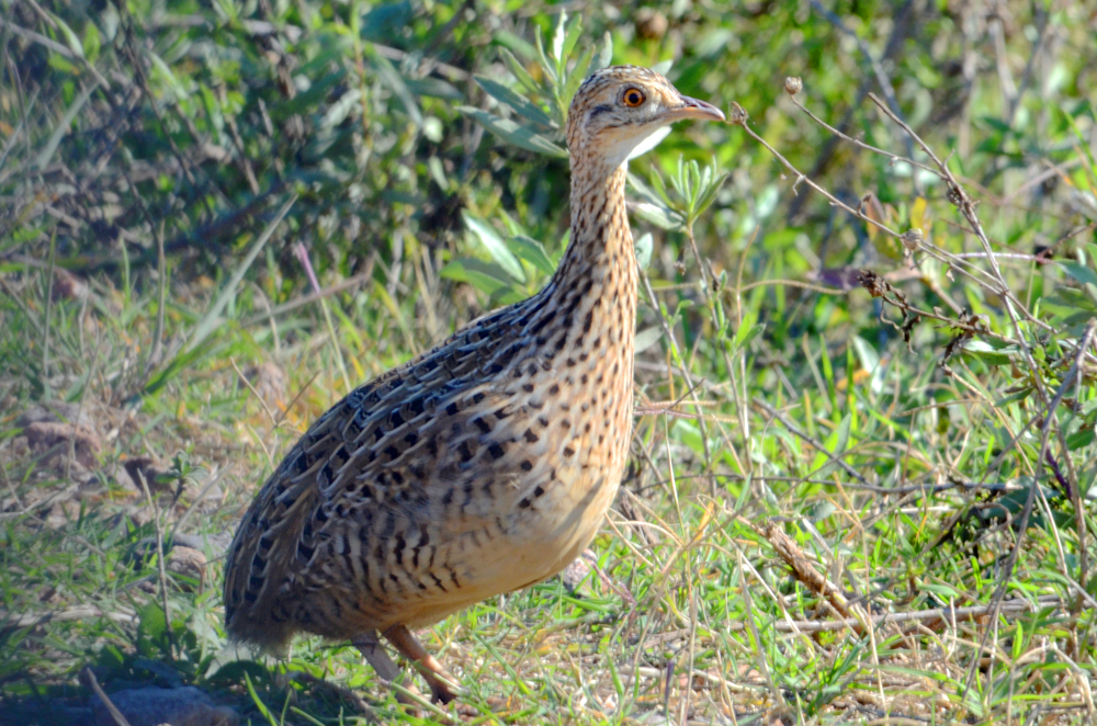 Perdiz chica (Nothura maculosa) · iNaturalist Mexico