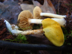 Cortinarius lewisii