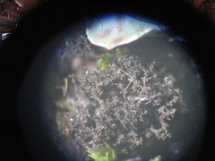 Dendriscocaulon intricatulum