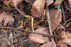 Macrotyphula contorta