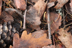 Macrotyphula contorta