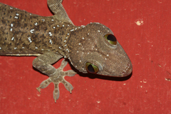 Gekko smithii