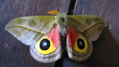 Automeris zugana