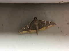 Prophantis adusta