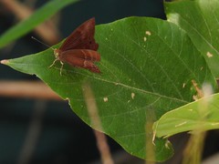 Abisara echerius