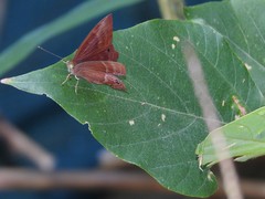 Abisara echerius