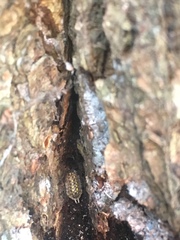 Porcellio spinicornis