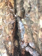 Porcellio spinicornis