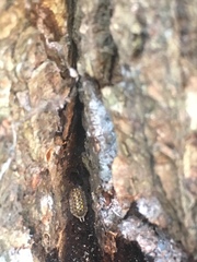 Porcellio spinicornis