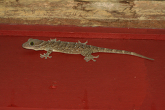 Gekko smithii