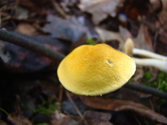 Cortinarius lewisii
