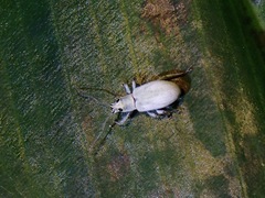 Myllocerina