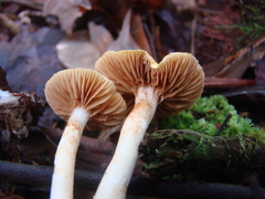 Cortinarius lewisii