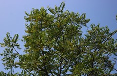Ailanthus excelsa
