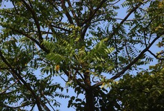 Ailanthus excelsa