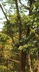 Ailanthus excelsa