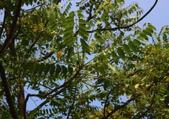 Ailanthus excelsa