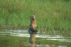 Lutrogale perspicillata