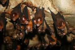 Hipposideros larvatus