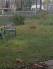 Marmota monax