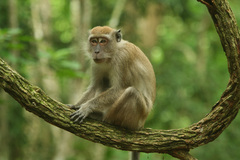 Macaca fascicularis
