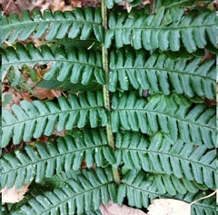 Dryopteris affinis borreri
