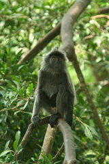Trachypithecus selangorensis