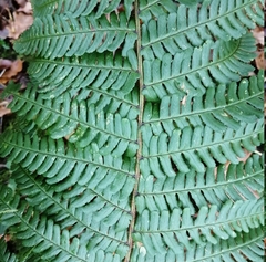 Dryopteris affinis borreri