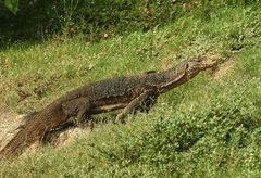 Varanus salvator macromaculatus