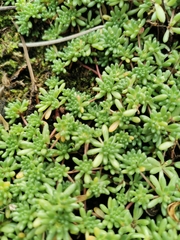 Sedum album