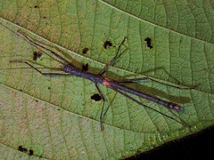 Abrosoma festinatum