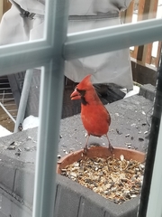 Cardinalis cardinalis