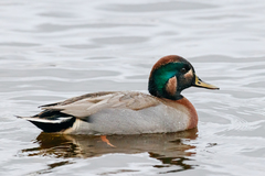 Anas crecca × platyrhynchos