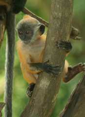 Trachypithecus selangorensis