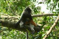 Trachypithecus selangorensis