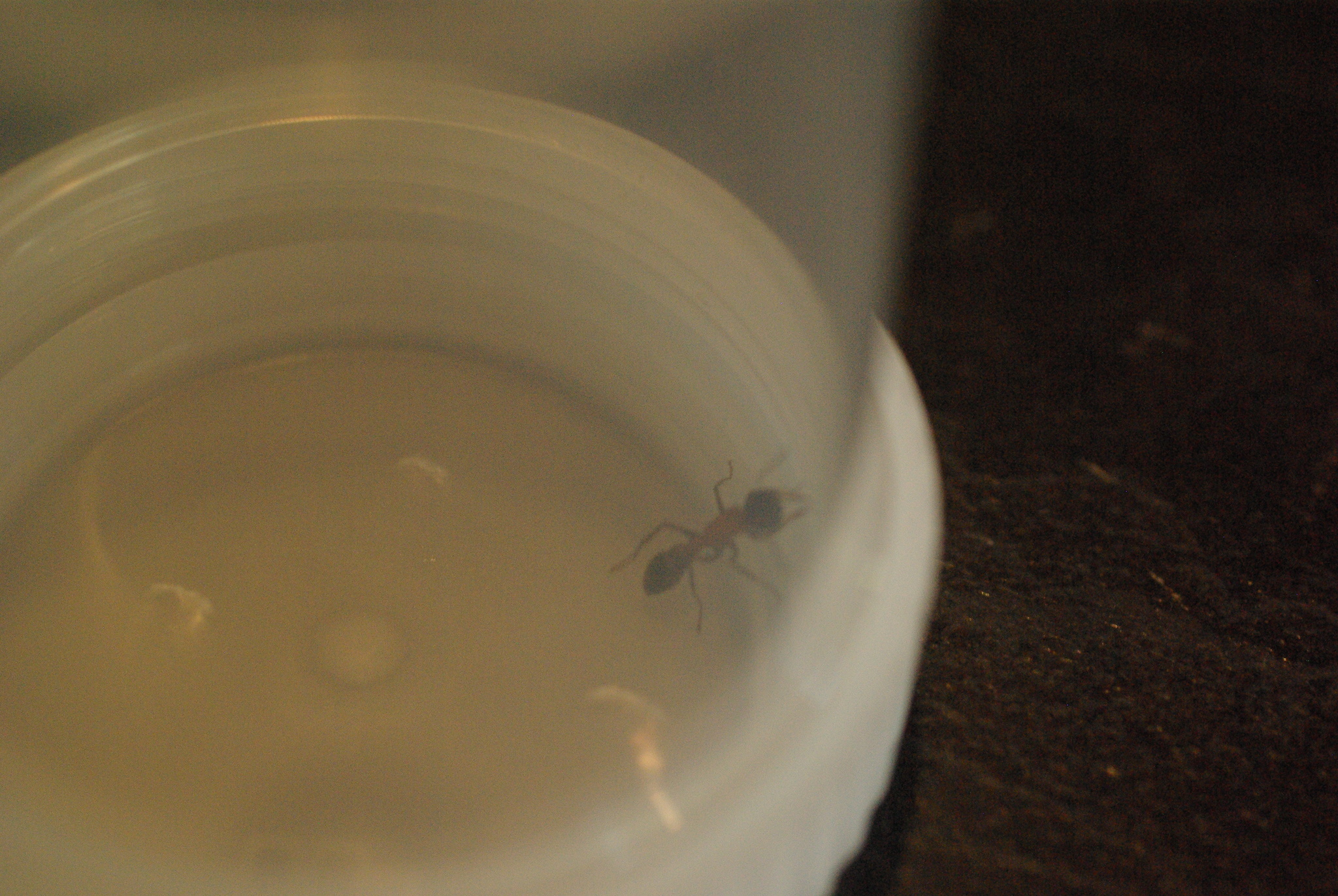 Myrmecia swalei