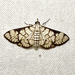 Aphytoceros lucusalis