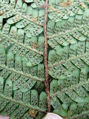 Dryopteris affinis borreri